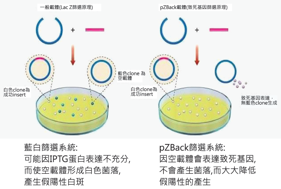 pZBack Fast Ligation kit